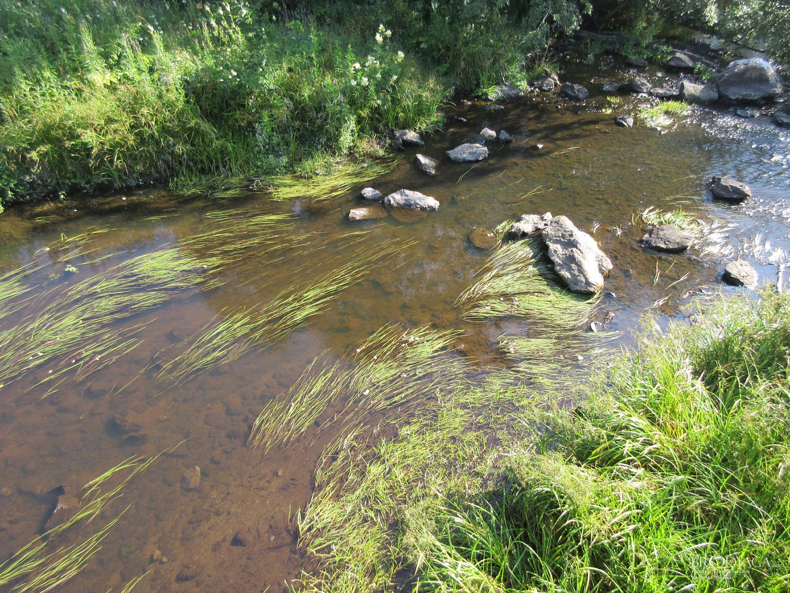 Kamenka (Каменка)